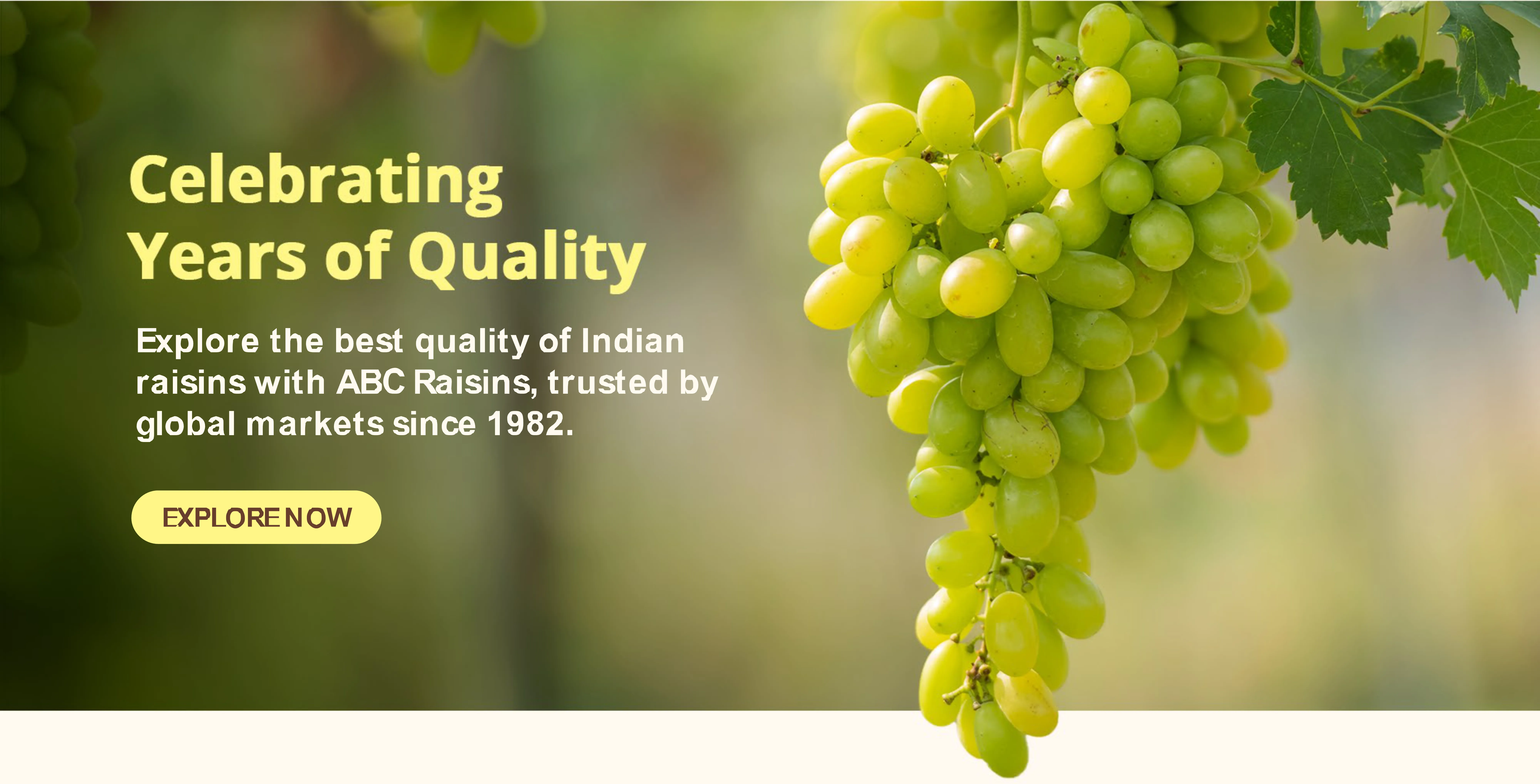  Wholesale raisins India price
